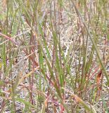 Festuca pratensis
