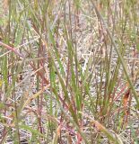 Festuca pratensis