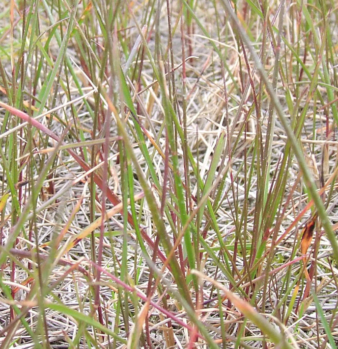 Изображение особи Festuca pratensis.