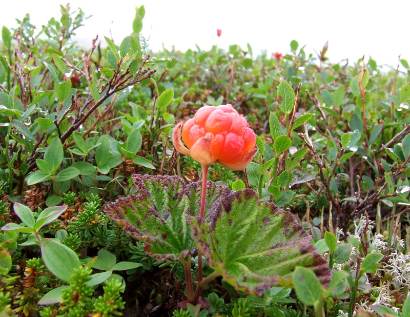 Image of Rubus chamaemorus specimen.