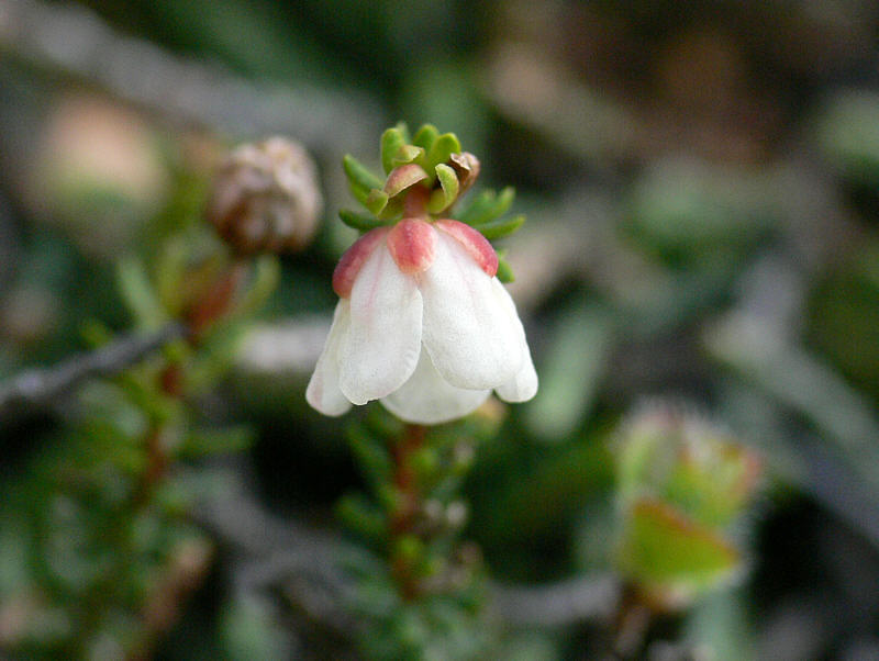 Image of Harrimanella stelleriana specimen.