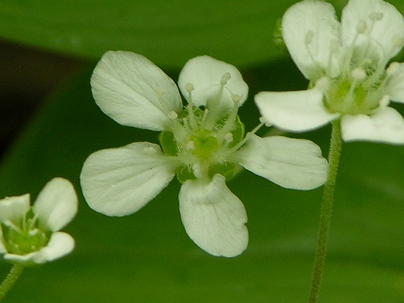 Image of Moehringia lateriflora specimen.