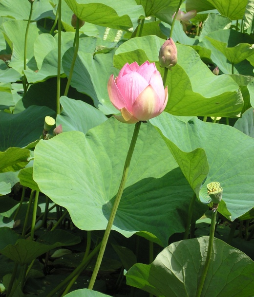 Изображение особи Nelumbo komarovii.