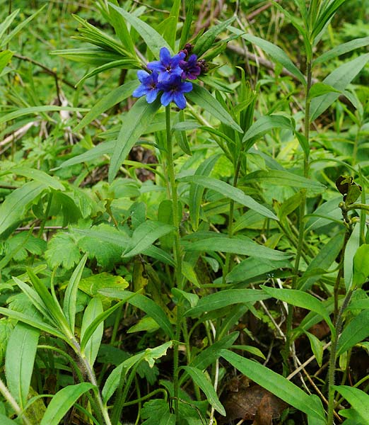 Изображение особи Aegonychon purpureocaeruleum.
