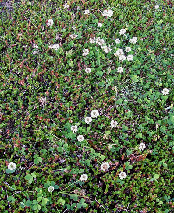 Image of Trifolium repens specimen.