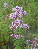 Origanum vulgare. Верхушка побега с соцветием. Волгоградская обл., окр. г. Урюпинск. Июль 2005 г.