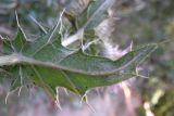 Cirsium laniflorum