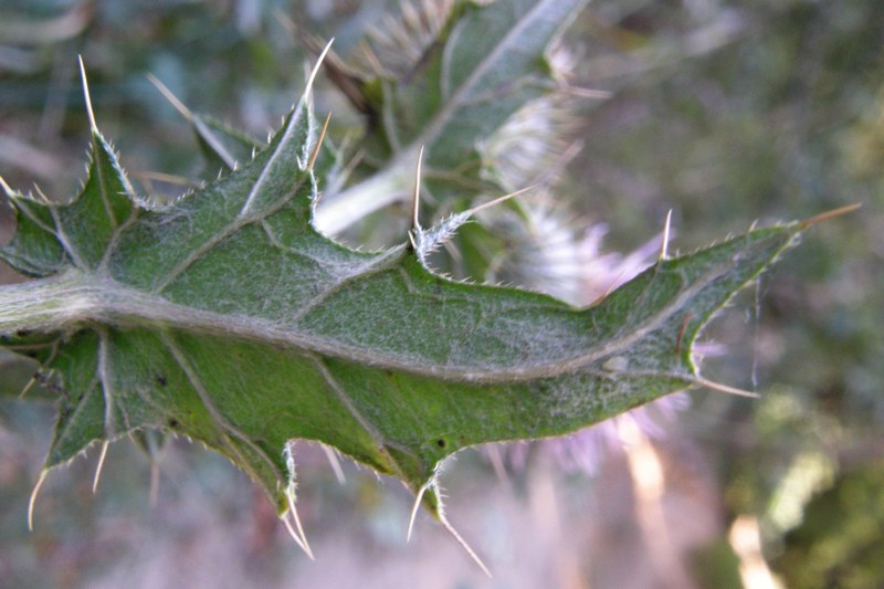 Image of Cirsium laniflorum specimen.