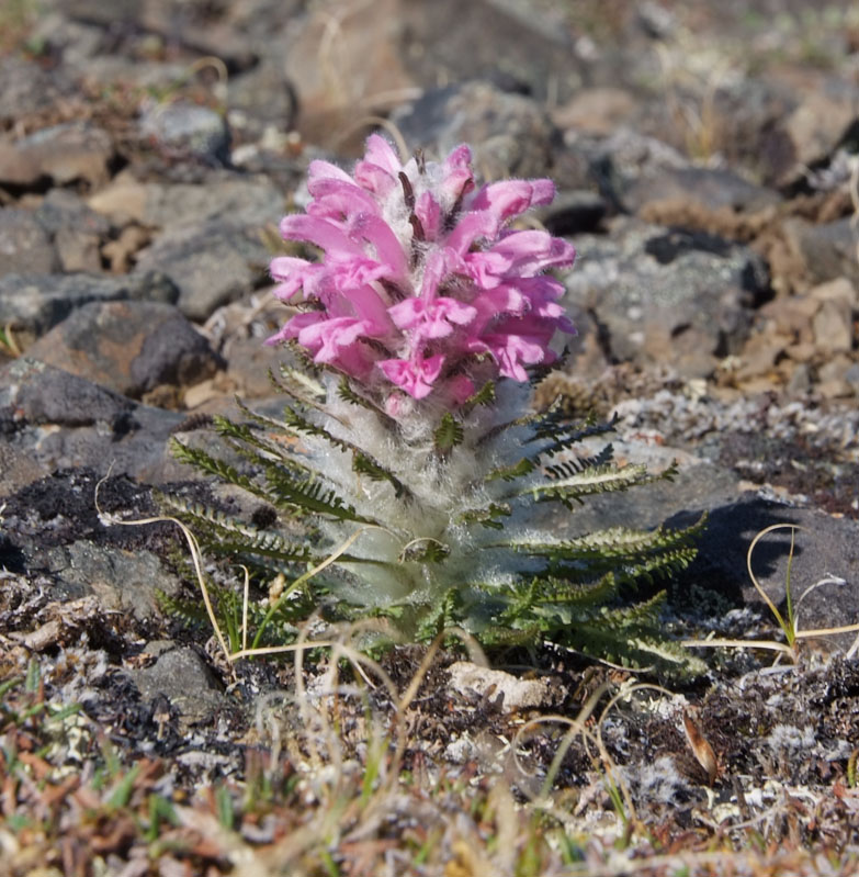 Изображение особи Pedicularis alopecuroides.