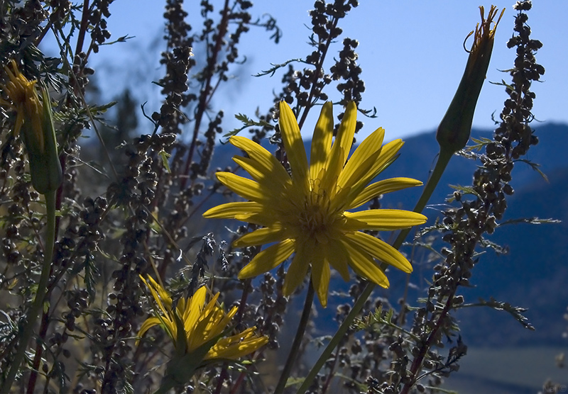 Изображение особи Tragopogon orientalis.