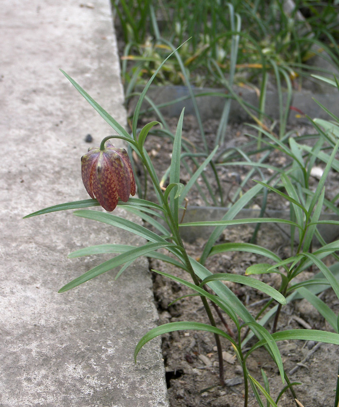 Изображение особи Fritillaria orientalis.