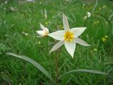 Tulipa bifloriformis