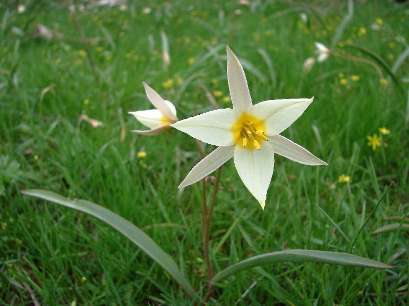 Image of Tulipa bifloriformis specimen.