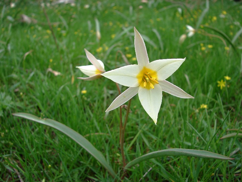 Изображение особи Tulipa bifloriformis.