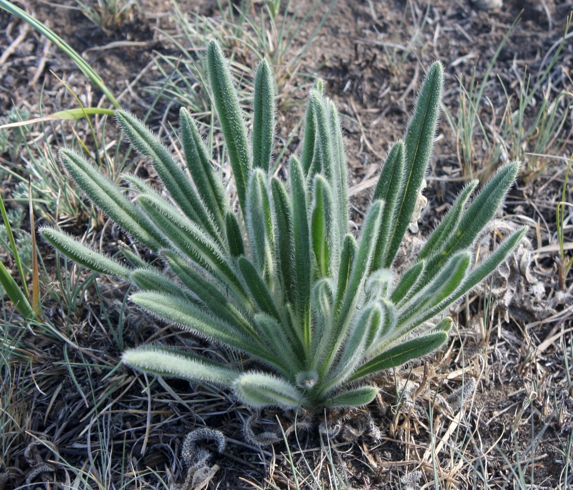 Изображение особи Onosma gmelinii.