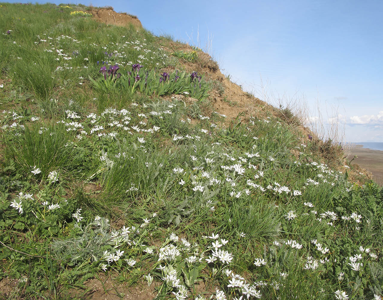 Изображение особи Ornithogalum navaschinii.