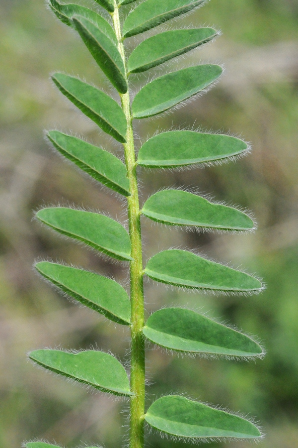 Image of Astragalus chlorodontus specimen.