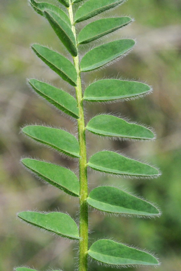 Изображение особи Astragalus chlorodontus.