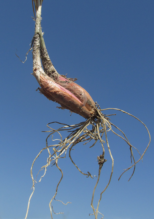 Image of Allium marschallianum specimen.