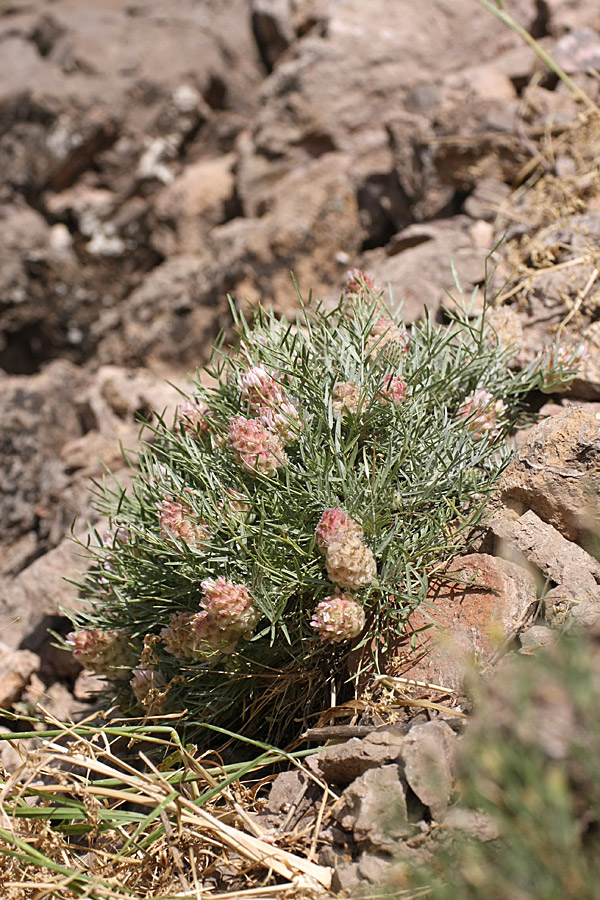 Изображение особи Astragalus inaequalifolius.