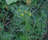 Смотреть изображение Matricaria discoidea