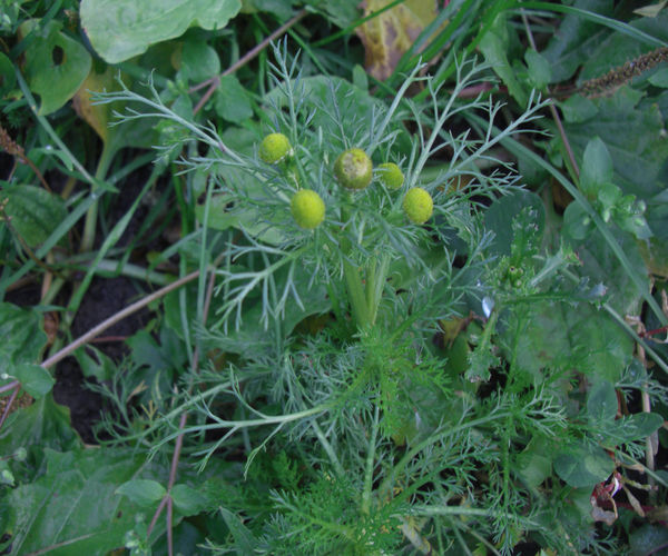 Image of Matricaria discoidea specimen.