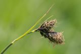 Image of taxon representative. Author is Илья Михеев