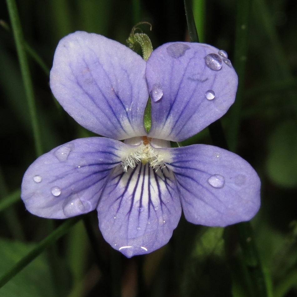 Image of Viola rupestris specimen.