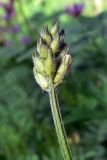 Astragalus danicus. Верхушка расцветающего растения. Свердловская обл., Североуральский городской округ, окр. пос. Сосьва, р-н бывшей дер. Воскресенка, обочина дороги на границе лесного массива и разнотравной поляны. 13.06.2015.