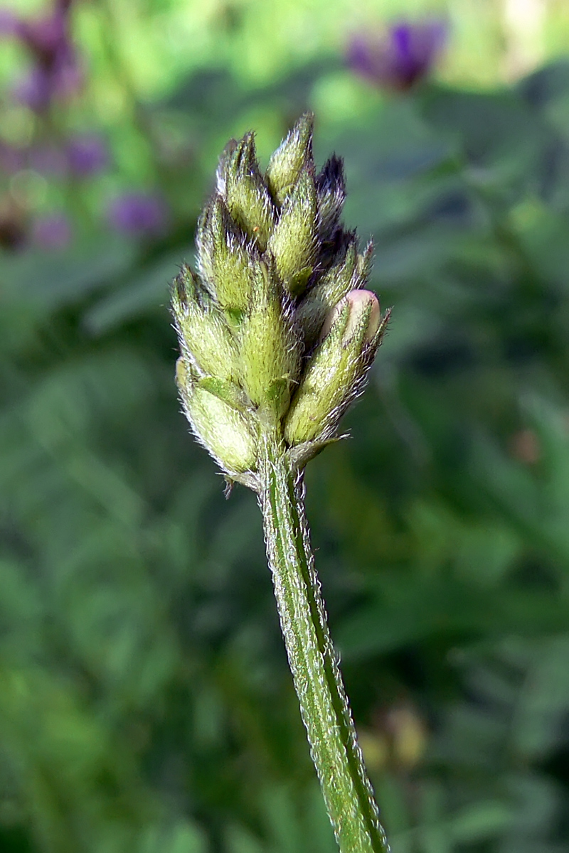 Изображение особи Astragalus danicus.