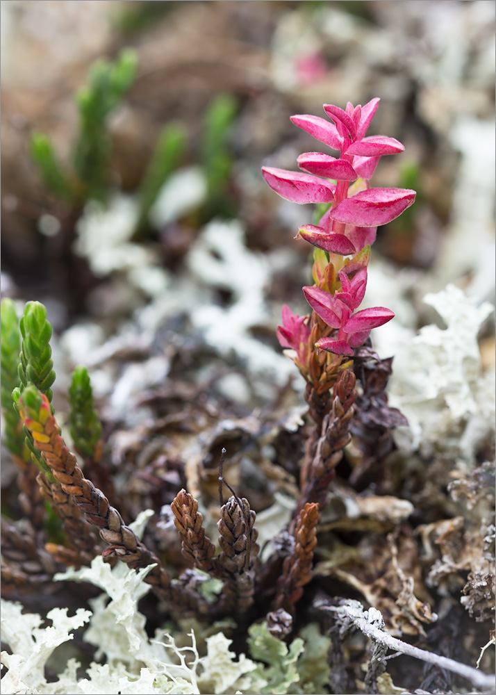 Изображение особи Cassiope tetragona.