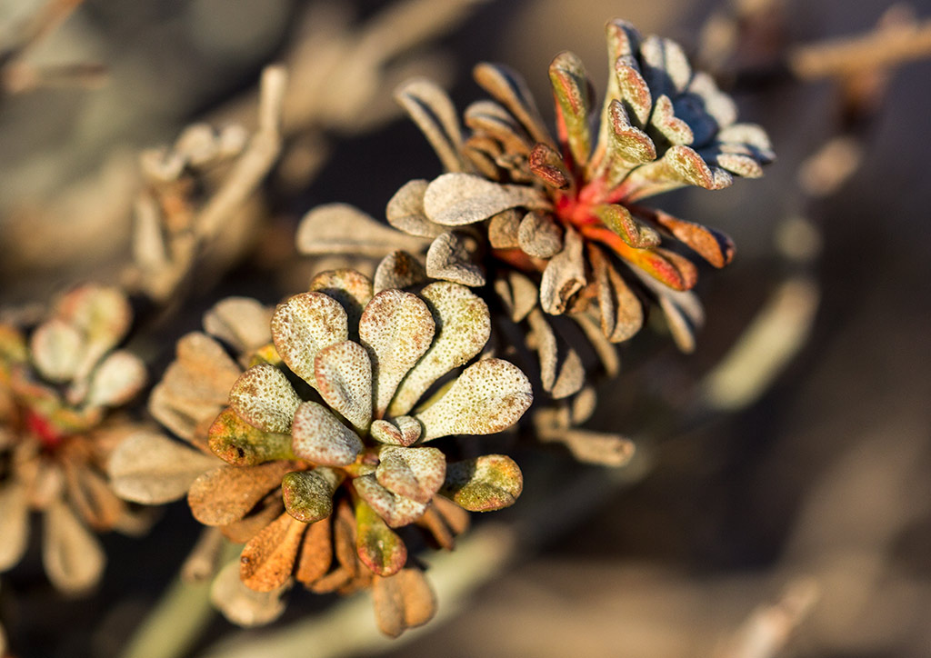 Изображение особи Limonium roridum.