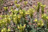 Scutellaria adenostegia