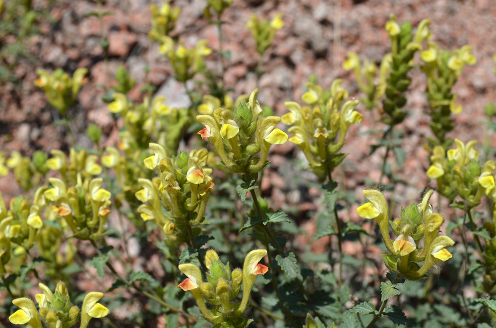 Image of Scutellaria adenostegia specimen.