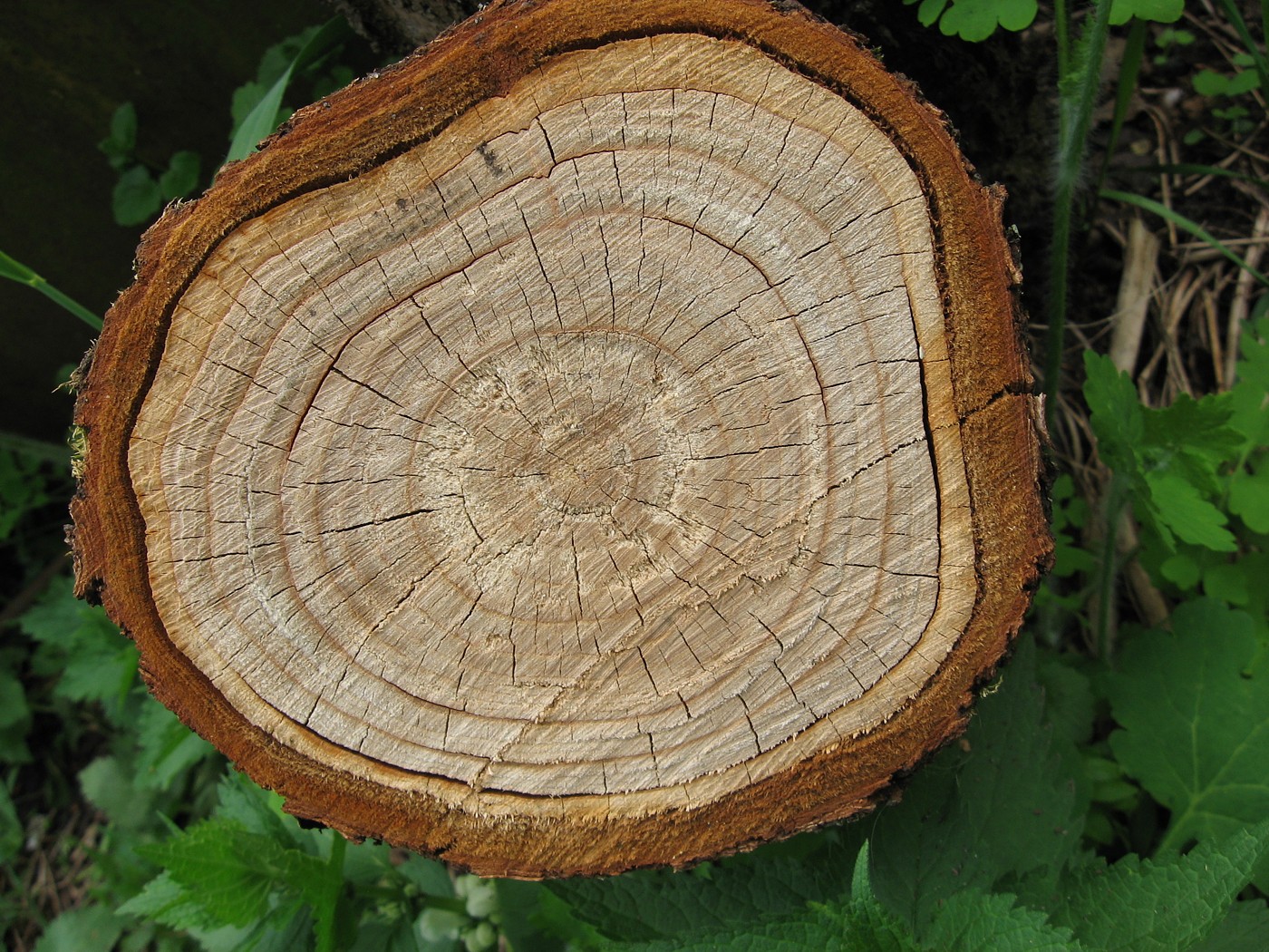 Image of Cerasus vulgaris specimen.