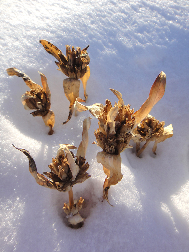 Image of Gentiana macrophylla specimen.