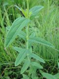 Hypericum ascyron