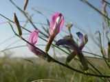 Astragalus kustanaicus