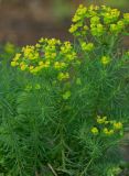 Euphorbia cyparissias. Верхушка цветущего растения. Республика Алтай, Шебалинский р-н, с. Камлак, Горно-Алтайский ботанический сад, экспозиция. 12.06.2015.