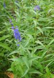 Veronica longifolia