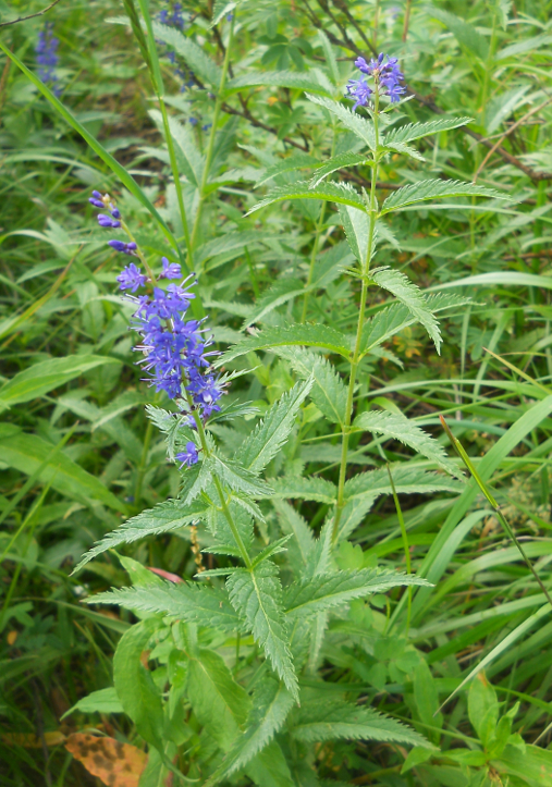 Изображение особи Veronica longifolia.