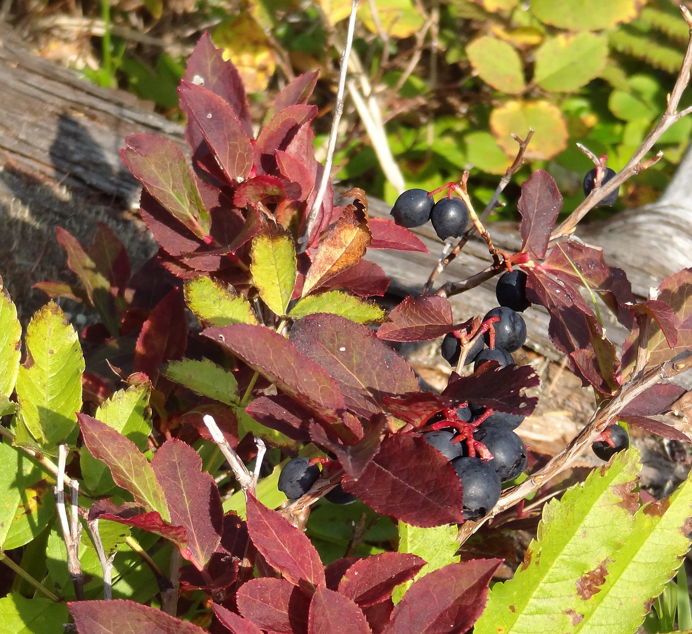 Image of Vaccinium smallii specimen.