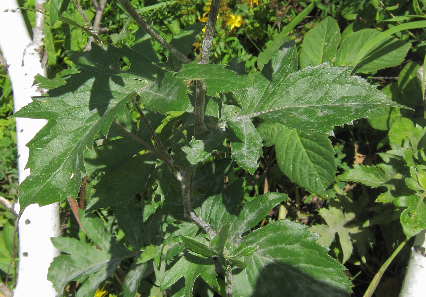 Image of Serratula coronata specimen.