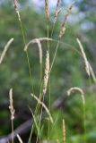 Phalaroides arundinacea