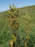Veratrum lobelianum