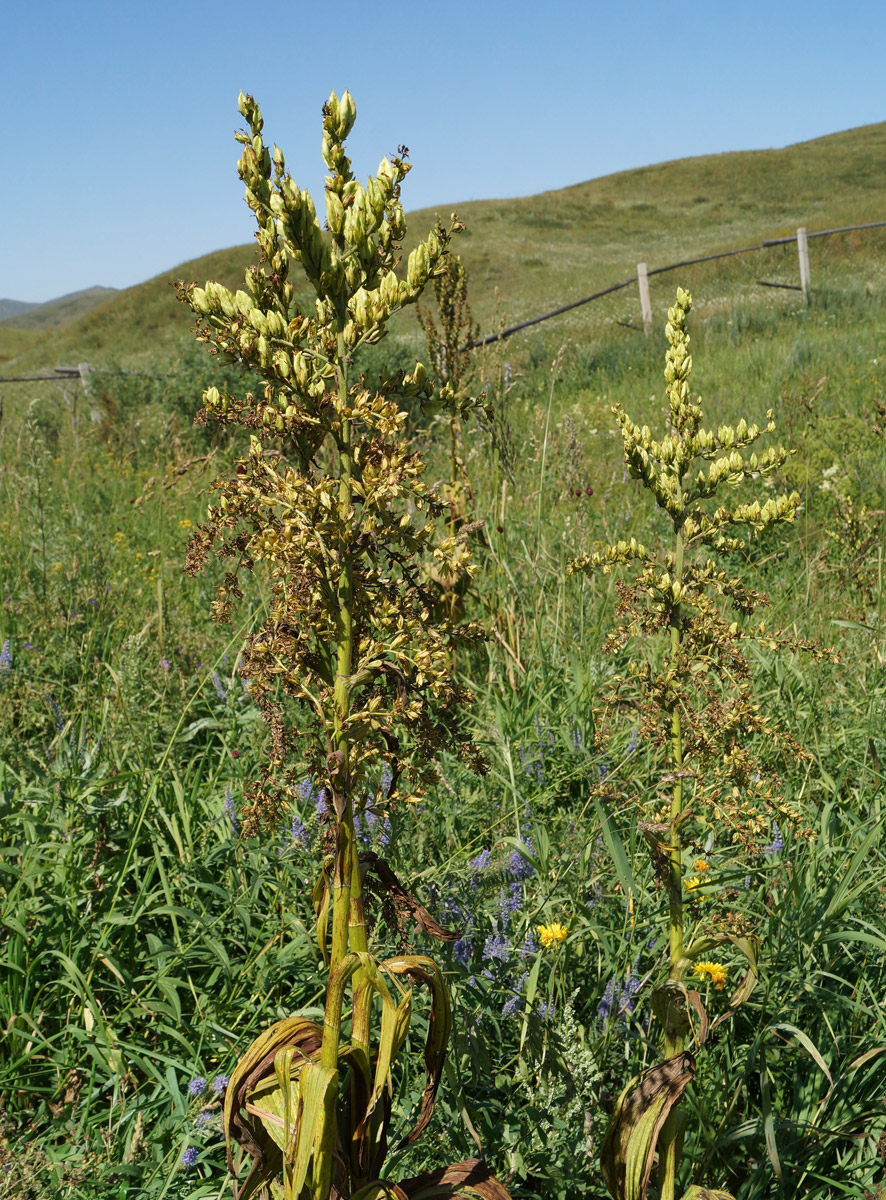 Изображение особи Veratrum lobelianum.