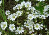 genus Cerastium