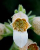 Digitalis lanata. Цветок (вид спереди). Украина, Хмельницкая обл., Каменец-Подольский р-н, Национальный природный парк \"Товтры\", западнее с. Гораевка, склон к р. Днестр. 20 августа 2008 г.