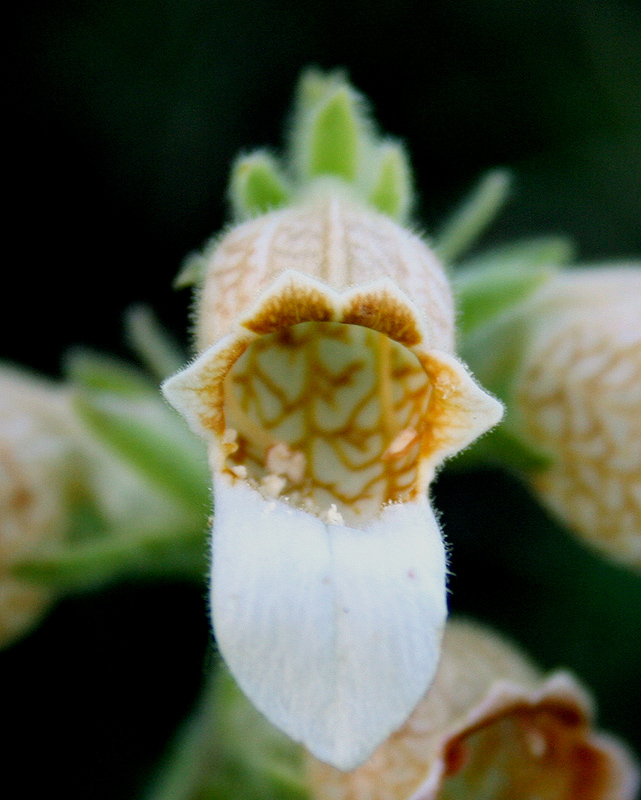 Изображение особи Digitalis lanata.