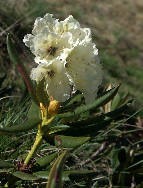 Image of Rhododendron caucasicum specimen.